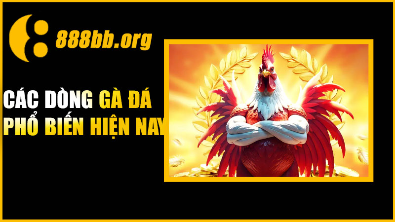 Các dòng gà đá phổ biến nhất hiện nay