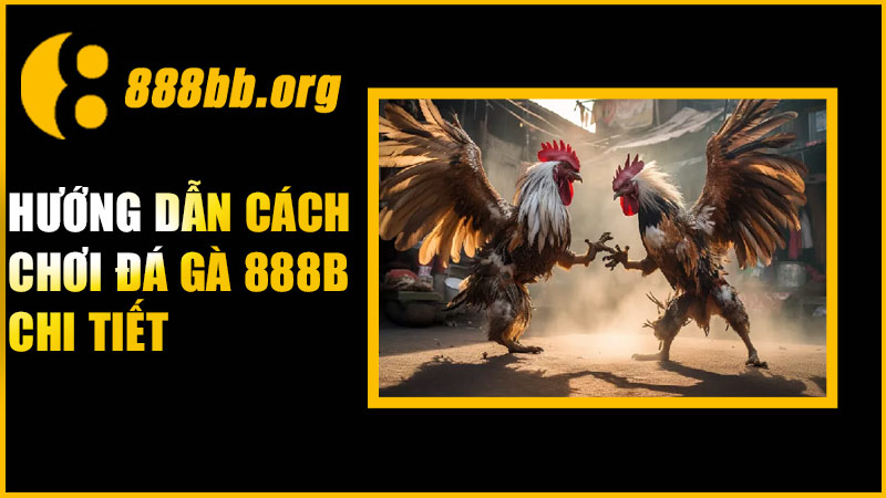 Hướng dẫn cách chơi đá gà 888B chi tiết