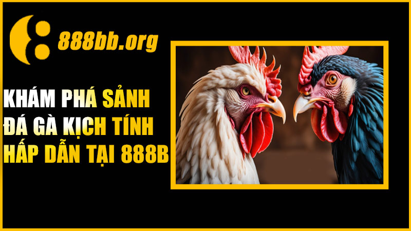 Vì sao nên chơi tại sảnh đá gà 888B