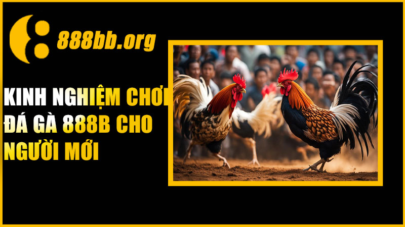 Kinh nghiệm chơi đá gà 888B cho người mới