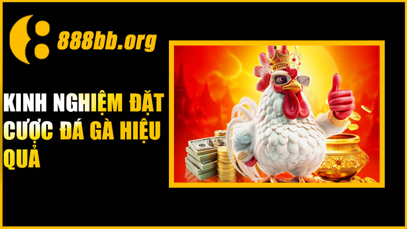 Kinh nghiệm đặt cược đá gà Campuchia hiệu quả
