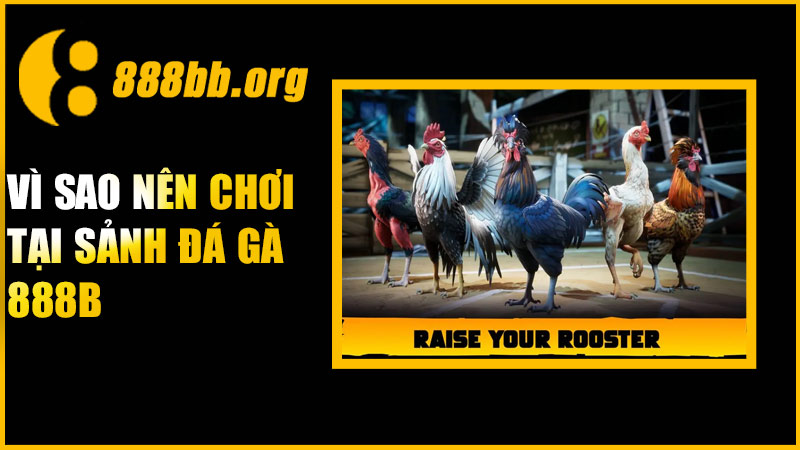 Vì sao nên chơi tại sảnh đá gà 888B
